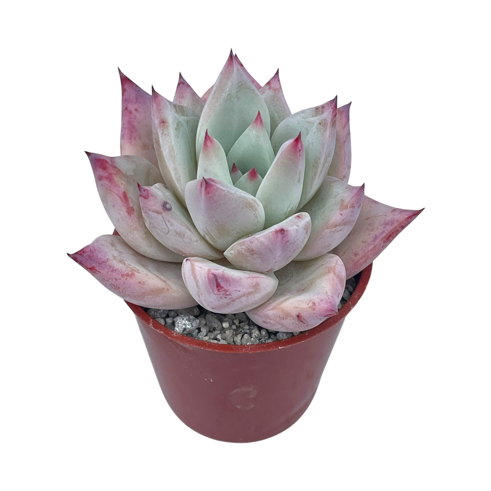 エケベリア・コロラータ f. タパルパ – Surreal Succulents
