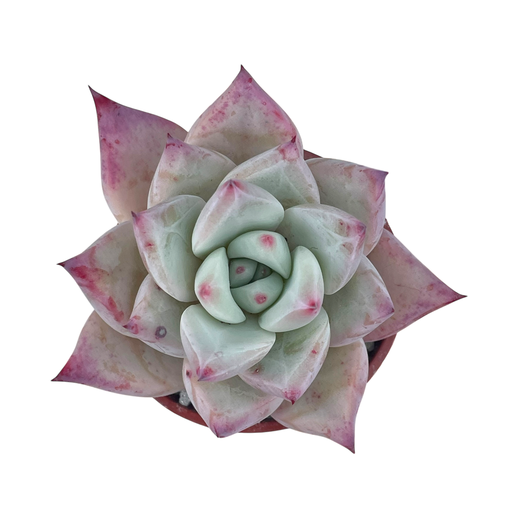 Echeveria colorata f. Tapalpa