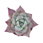 Echeveria colorata f. Tapalpa