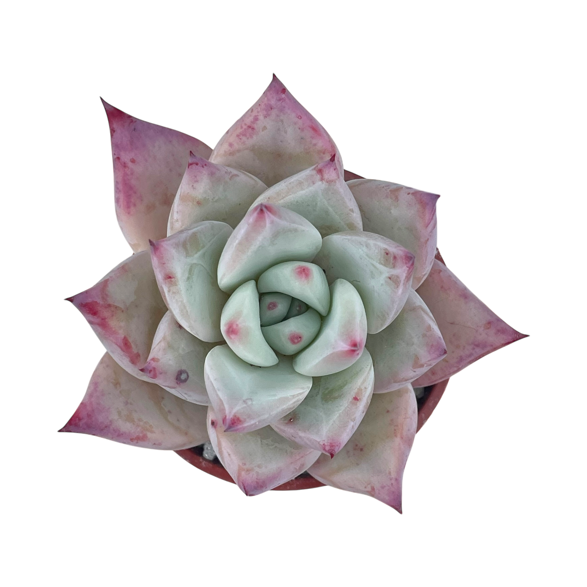 Echeveria colorata f. Tapalpa