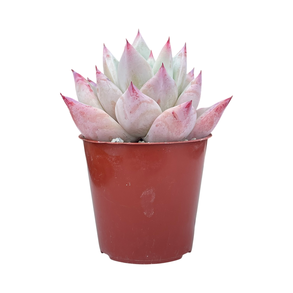 Echeveria colorata f. Tapalpa