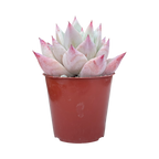 Echeveria colorata f. Tapalpa