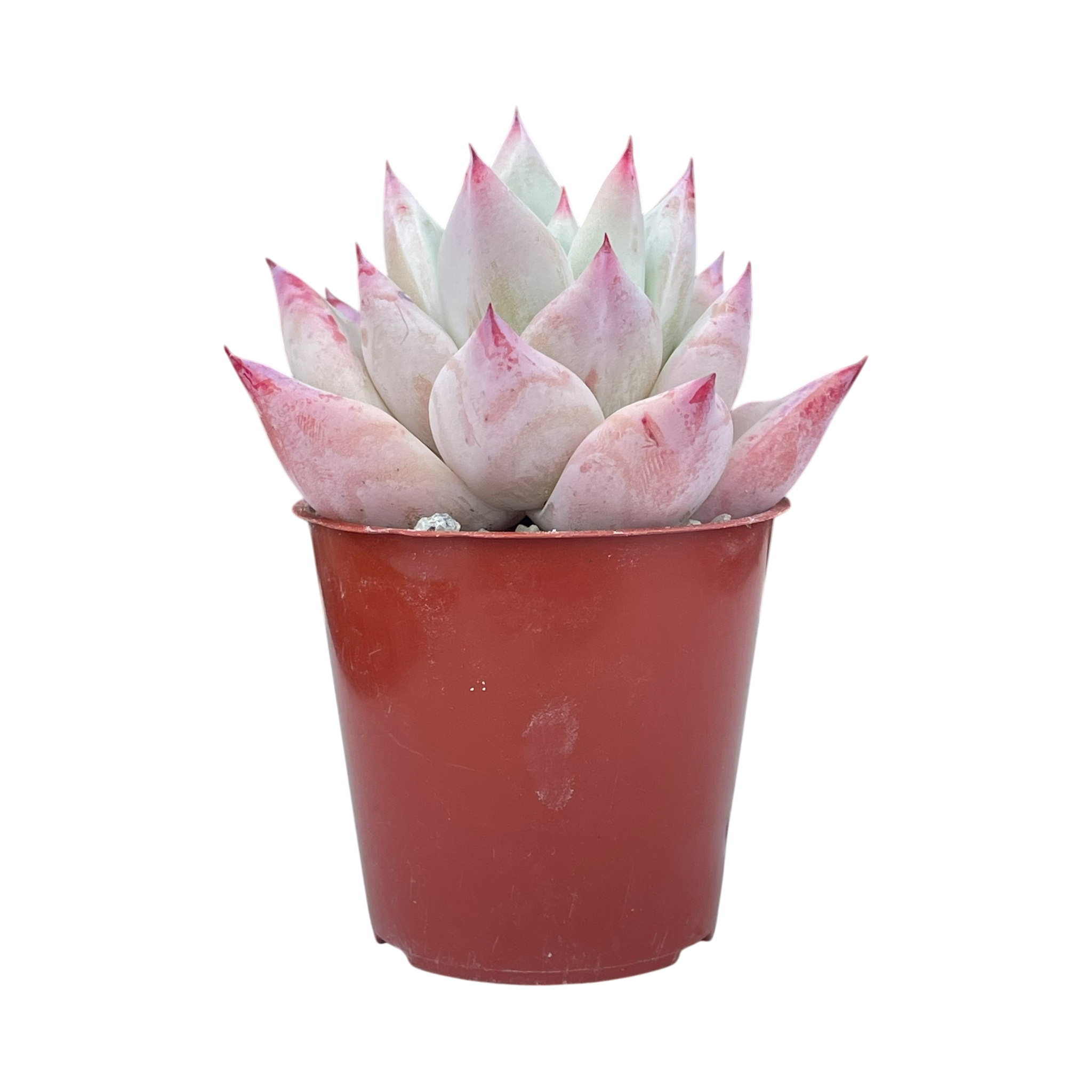 Echeveria colorata f. Tapalpa