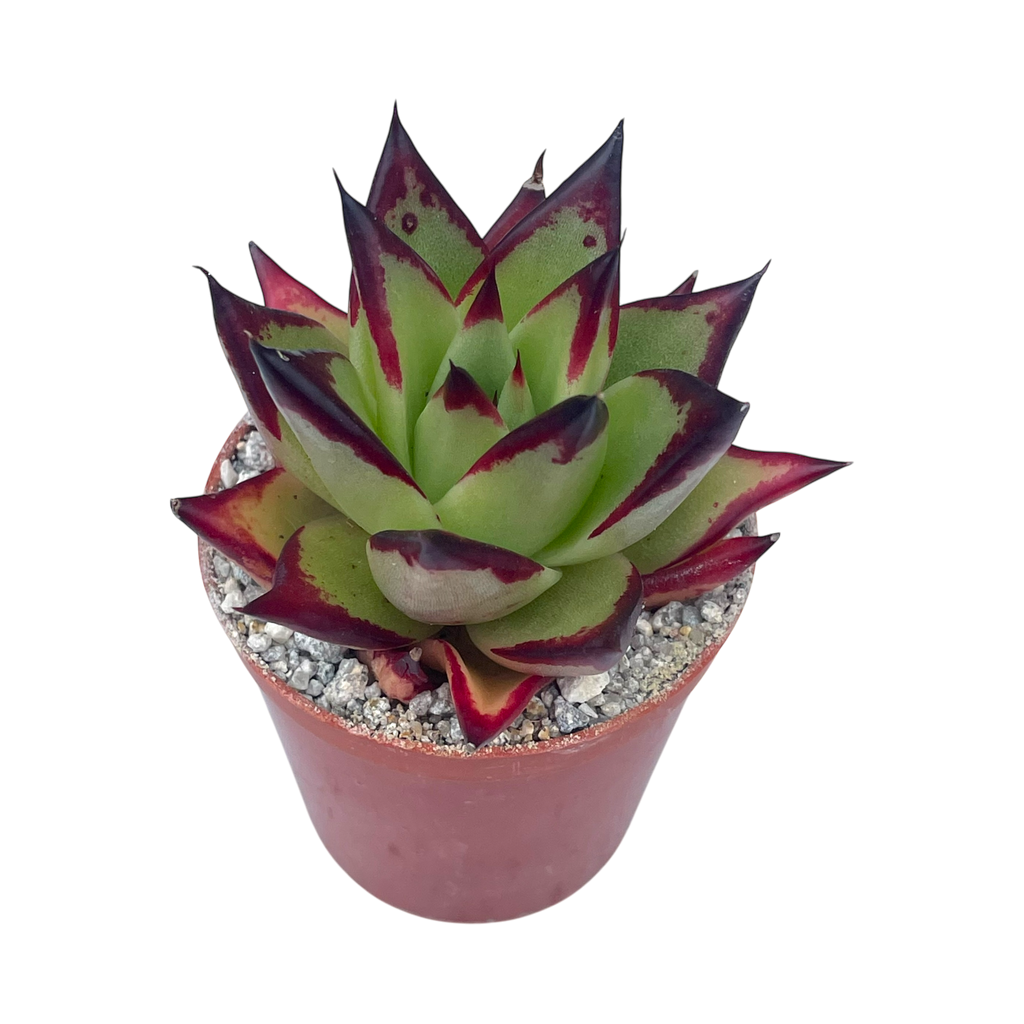 Echeveria agavoides 'Ebony'