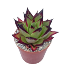 Echeveria agavoides 'Ebony'