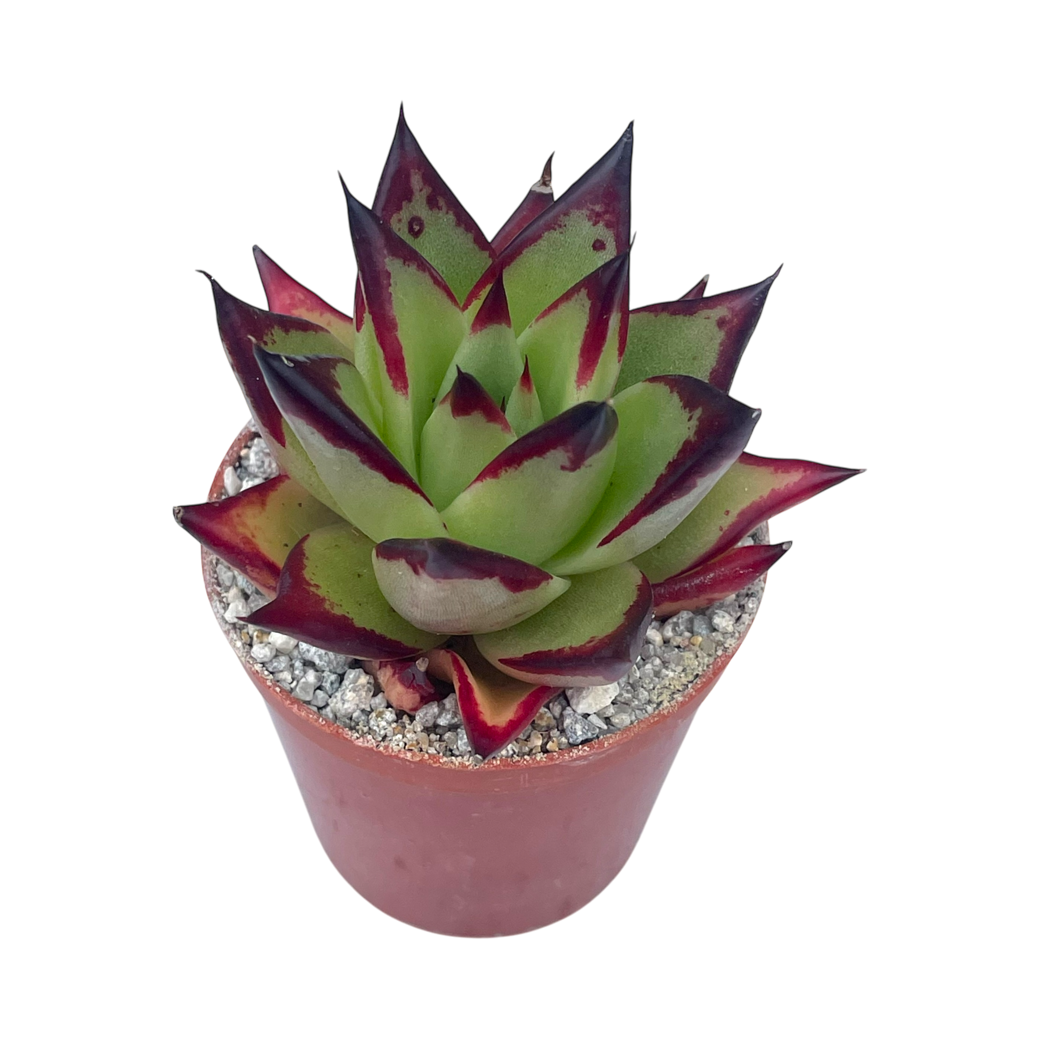 Echeveria agavoides 'Ebony'