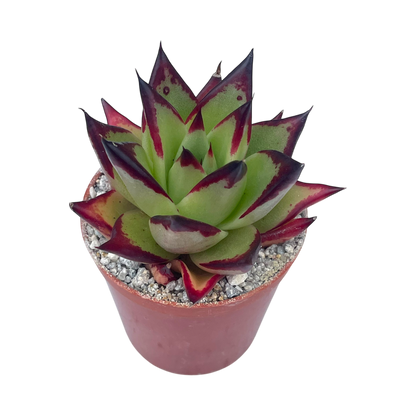 Echeveria agavoides 'Ebony'