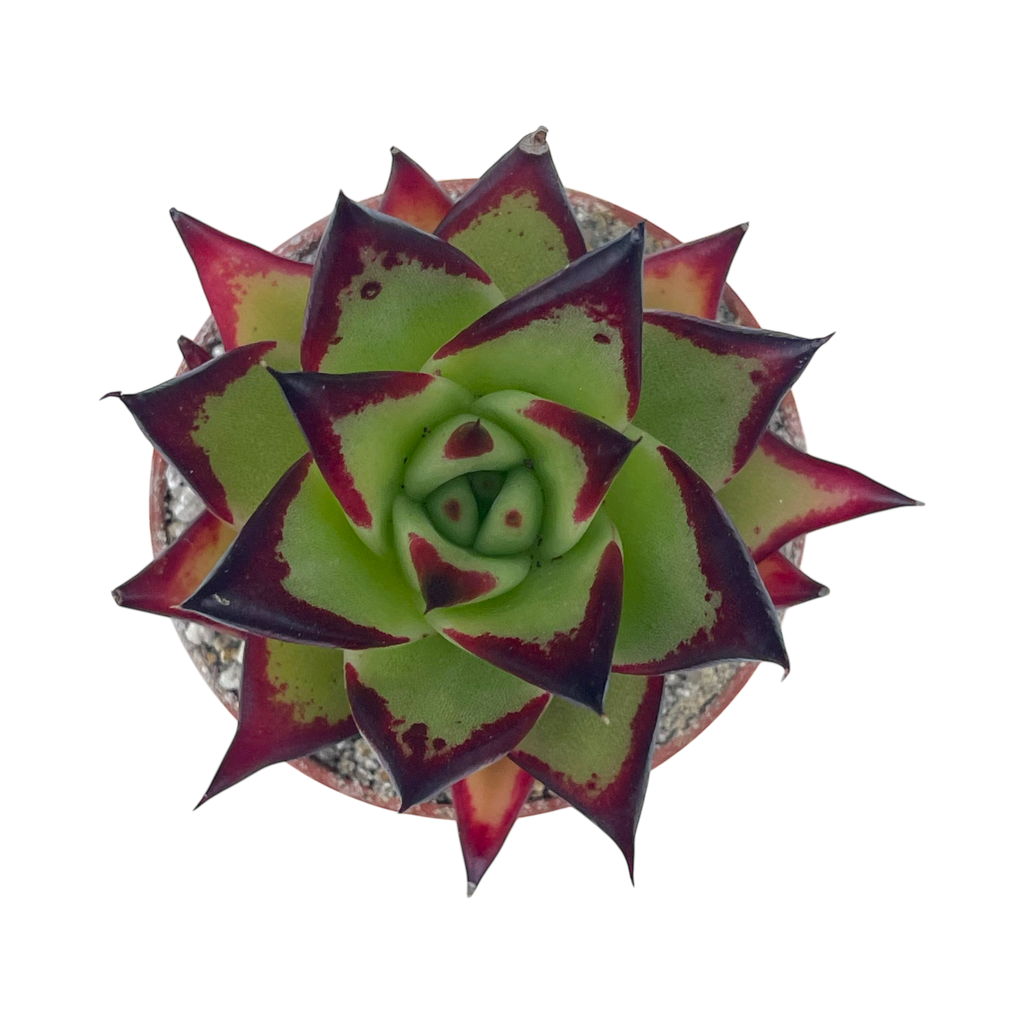 Echeveria agavoides 'Ebony'