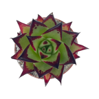 Echeveria agavoides 'Ebony'