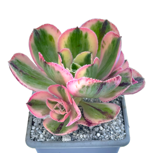 Aeonium 'Marnier Lapostlle' variegata
