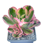 Aeonium 'Marnier Lapostlle' variegata