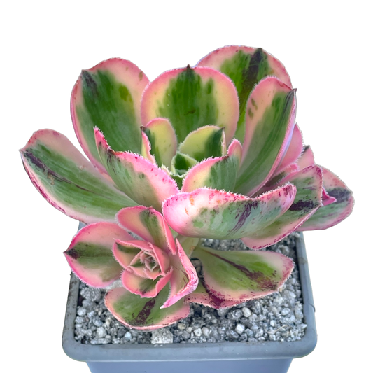 Aeonium 'Marnier Lapostlle' variegata