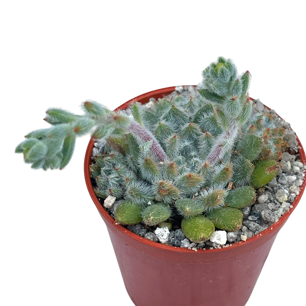 Echeveria setosa v. minor