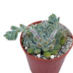 Echeveria setosa v. minor