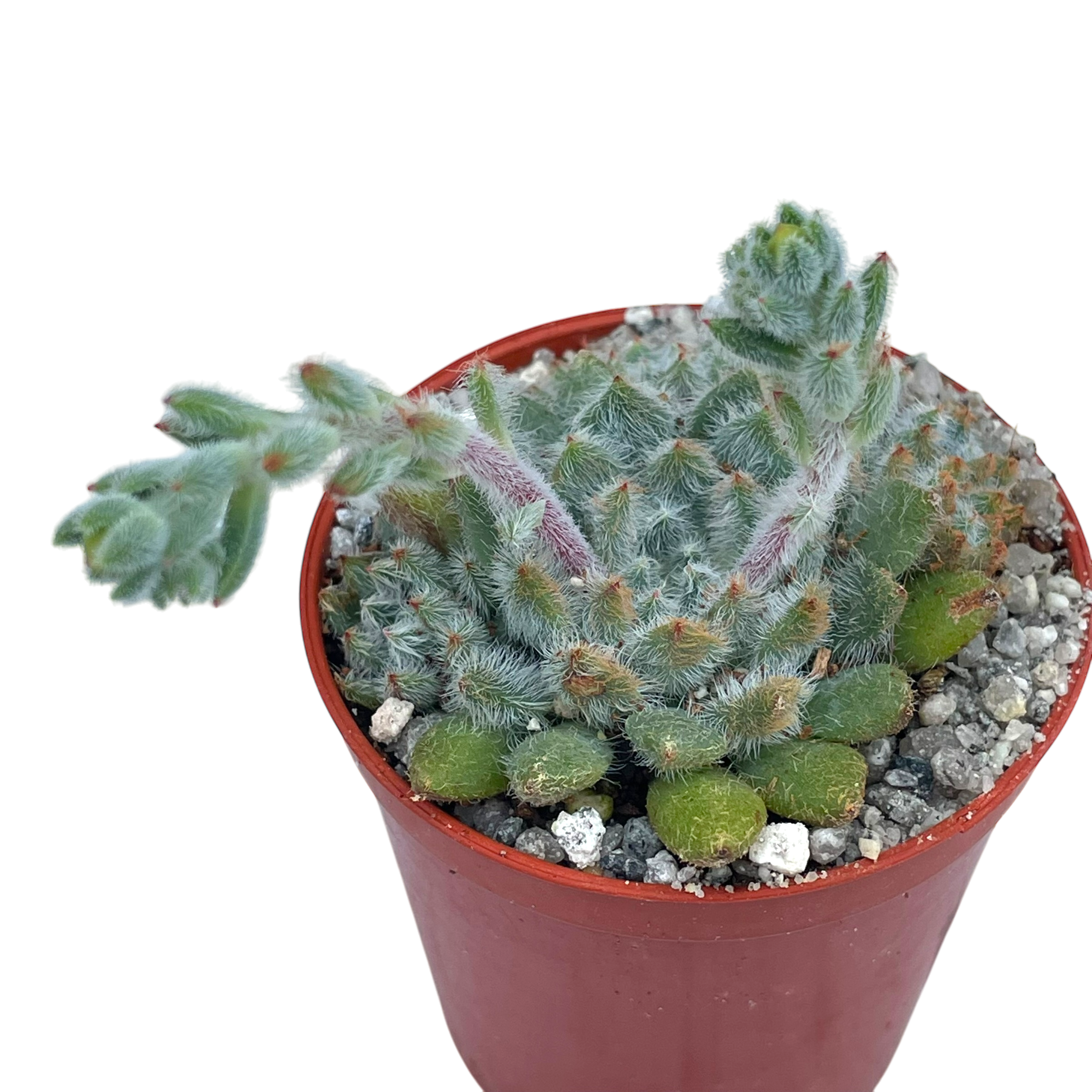 Echeveria setosa v. minor