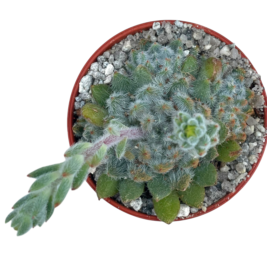 Echeveria setosa v. minor