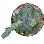 Echeveria setosa v. minor