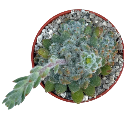 Echeveria setosa v. minor