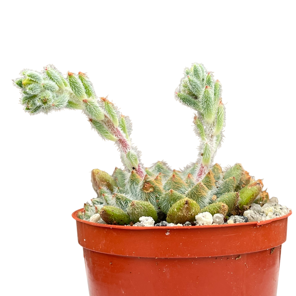 Echeveria setosa v. minor
