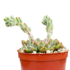 Echeveria setosa v. minor