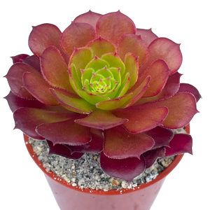 Aeonium 'Pygmaea'