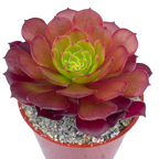 Aeonium 'Pygmaea'