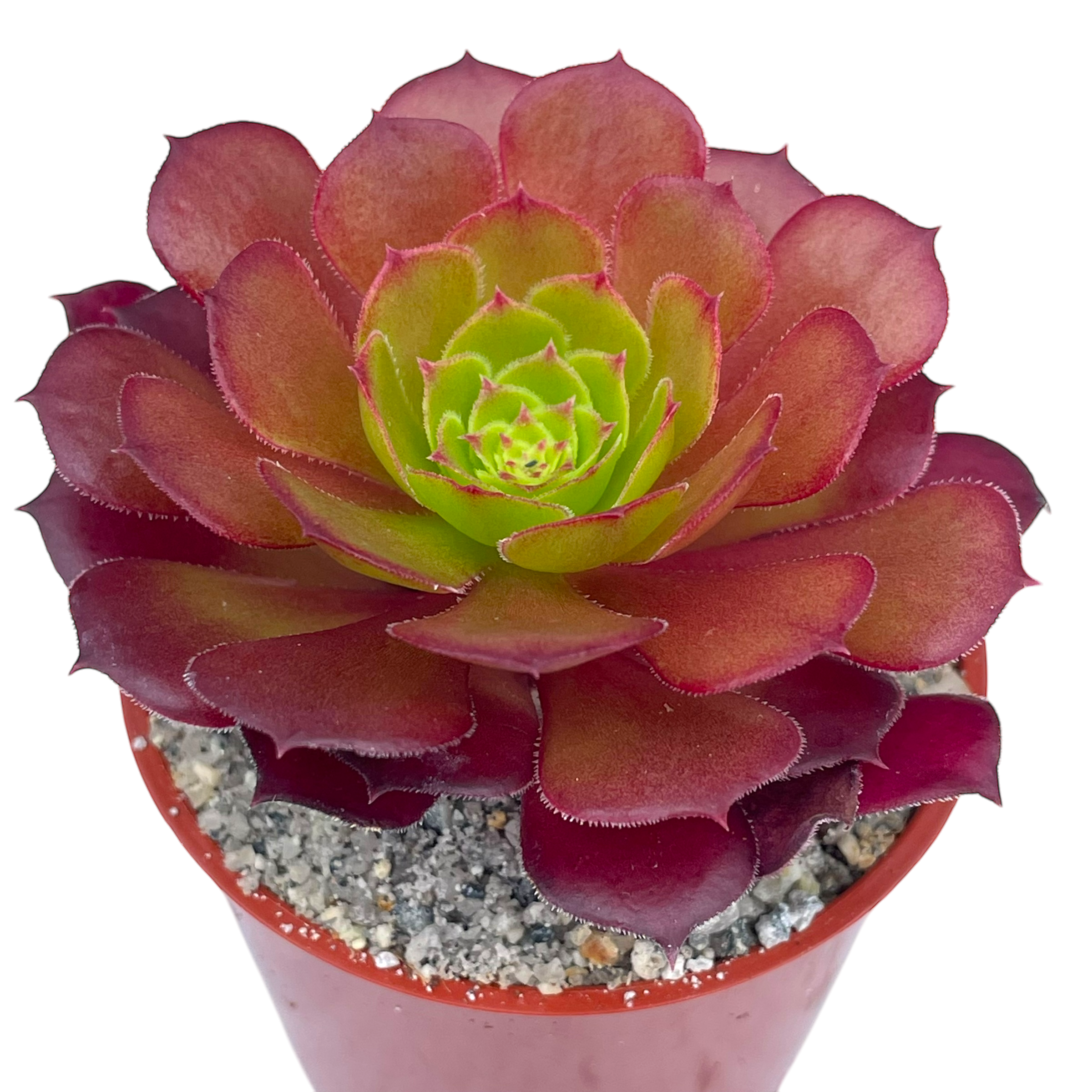 Aeonium 'Pygmaea'