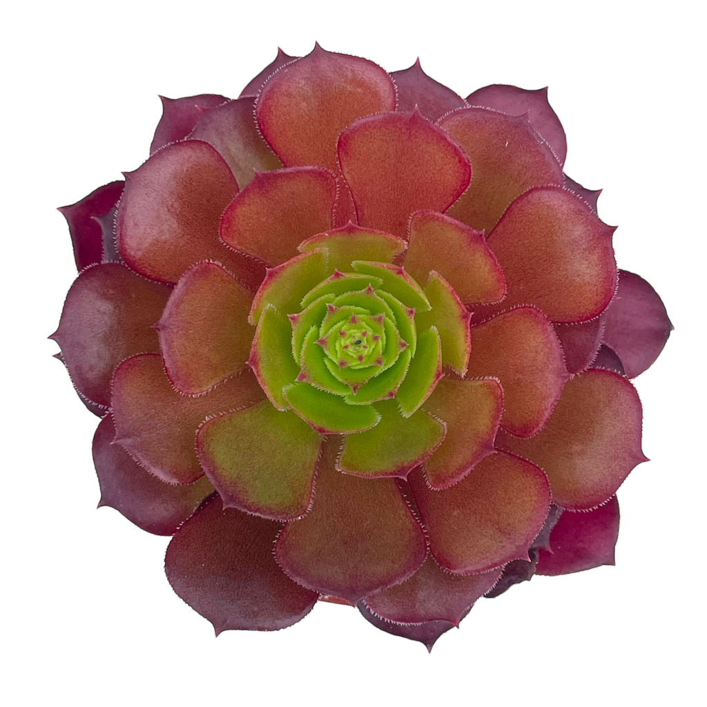 Aeonium 'Pygmaea'