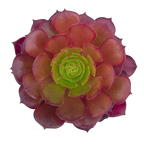 Aeonium 'Pygmaea'