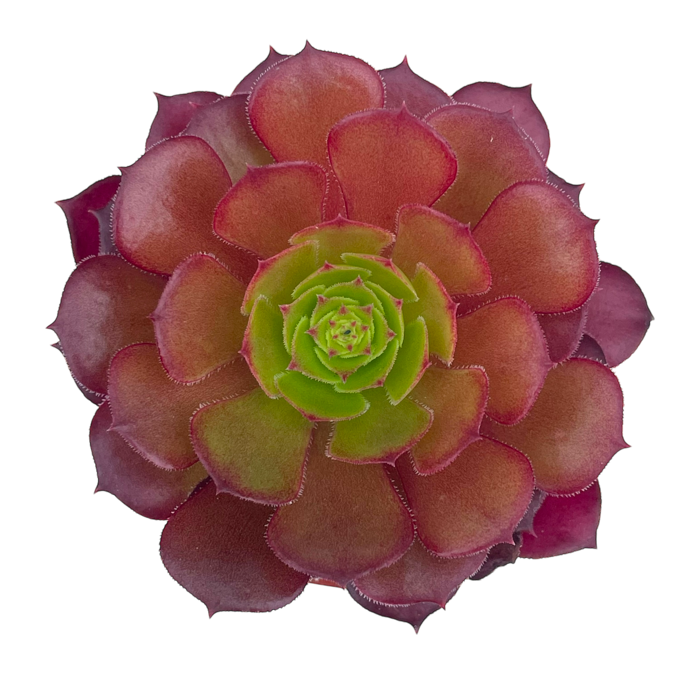 Aeonium 'Pygmaea'
