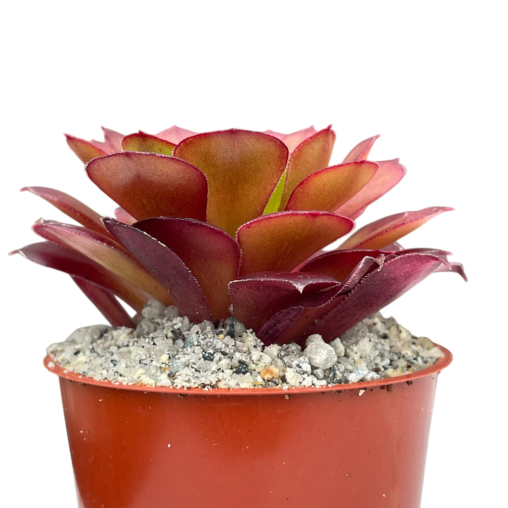 Aeonium 'Pygmaea'