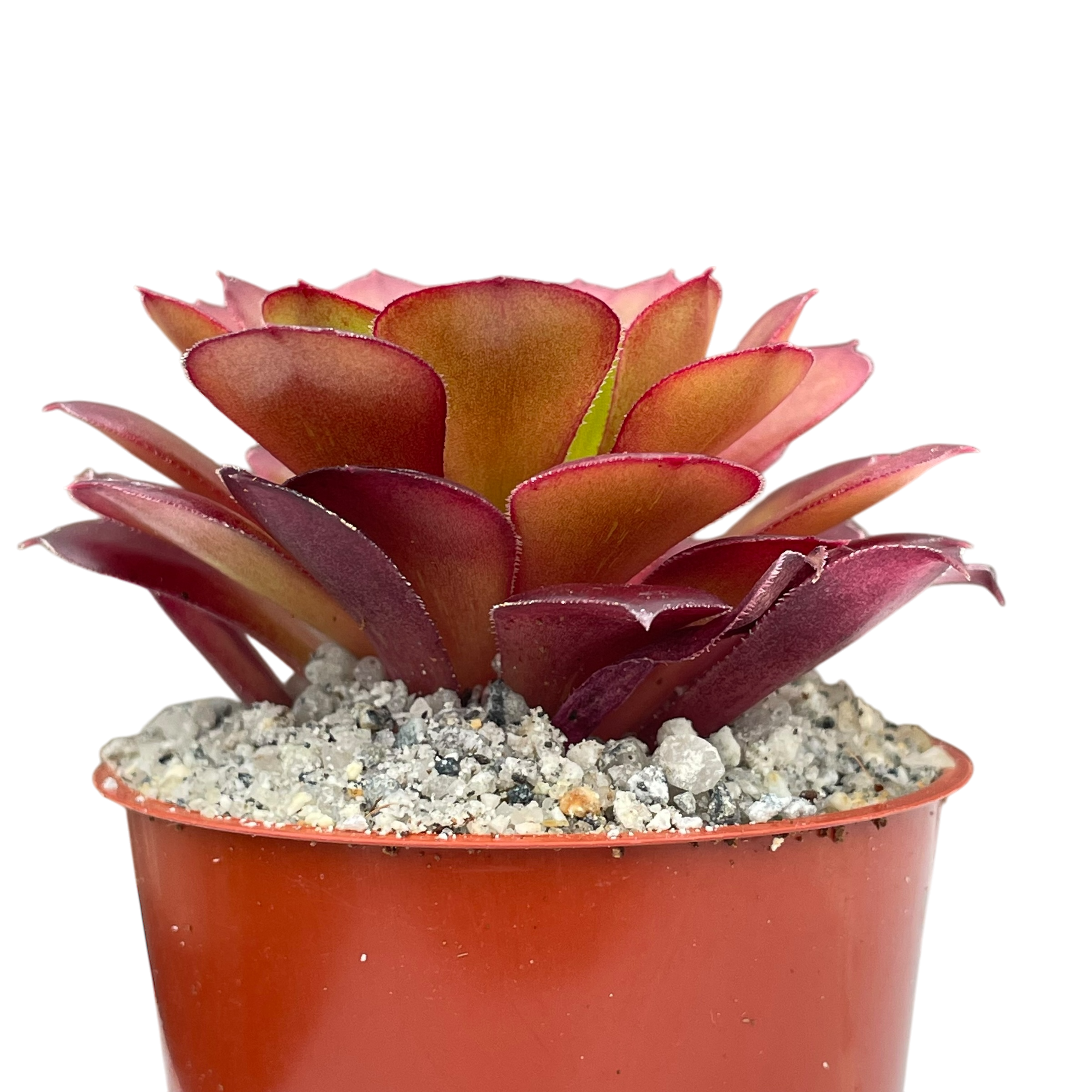 Aeonium 'Pygmaea'