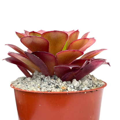 Aeonium 'Pygmaea'