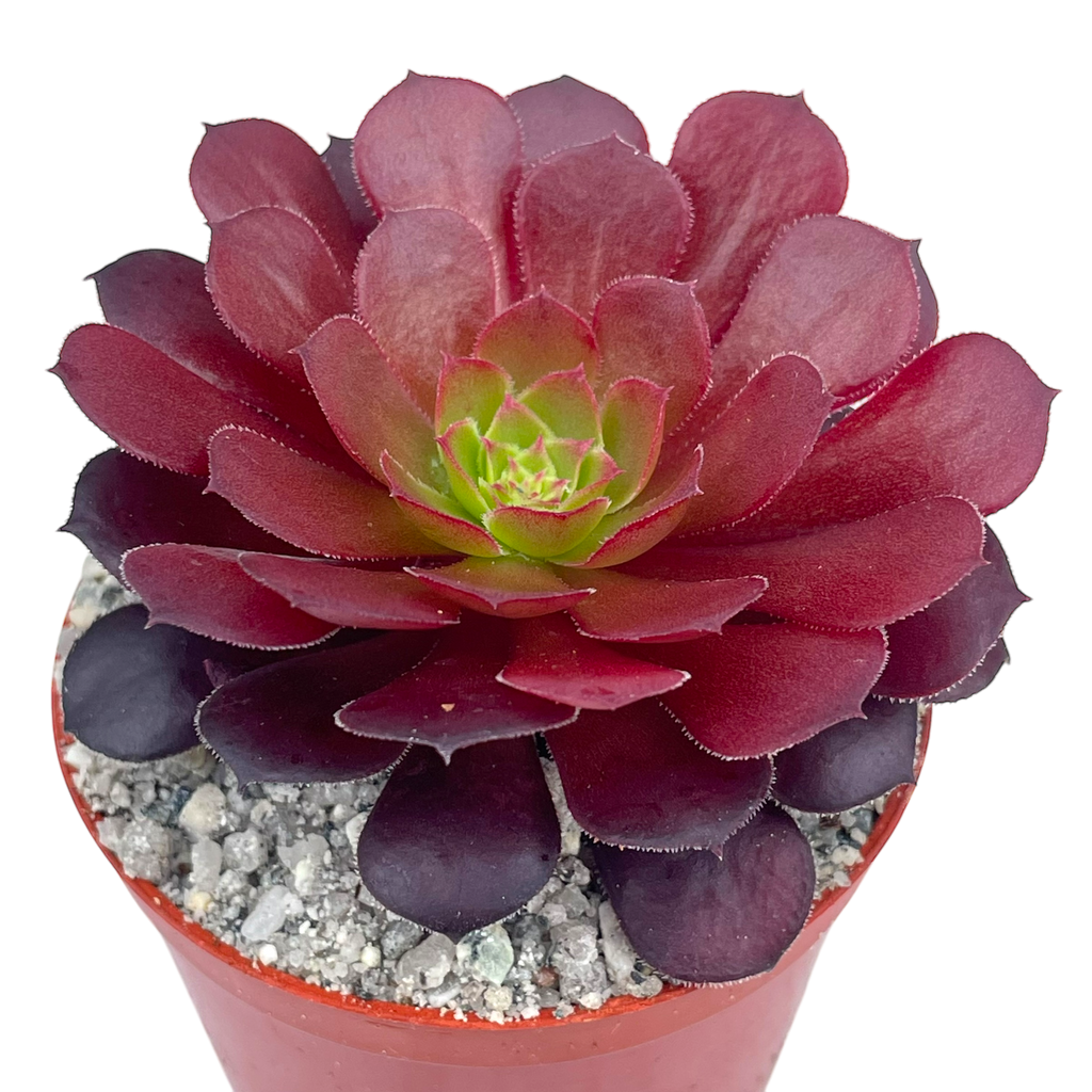Aeonium 'Zwartkin'