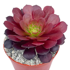 Aeonium 'Zwartkin'
