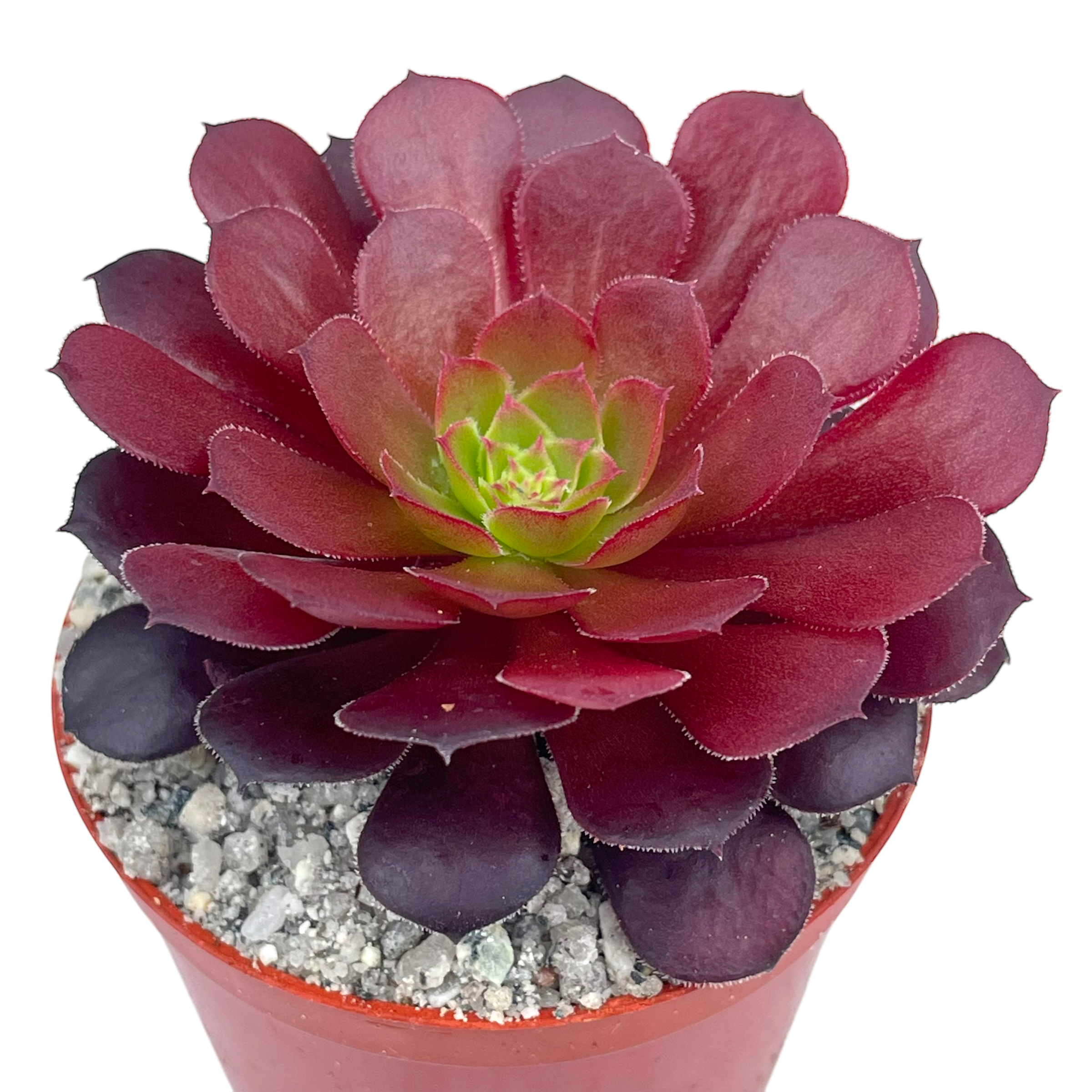 Aeonium 'Zwartkin'