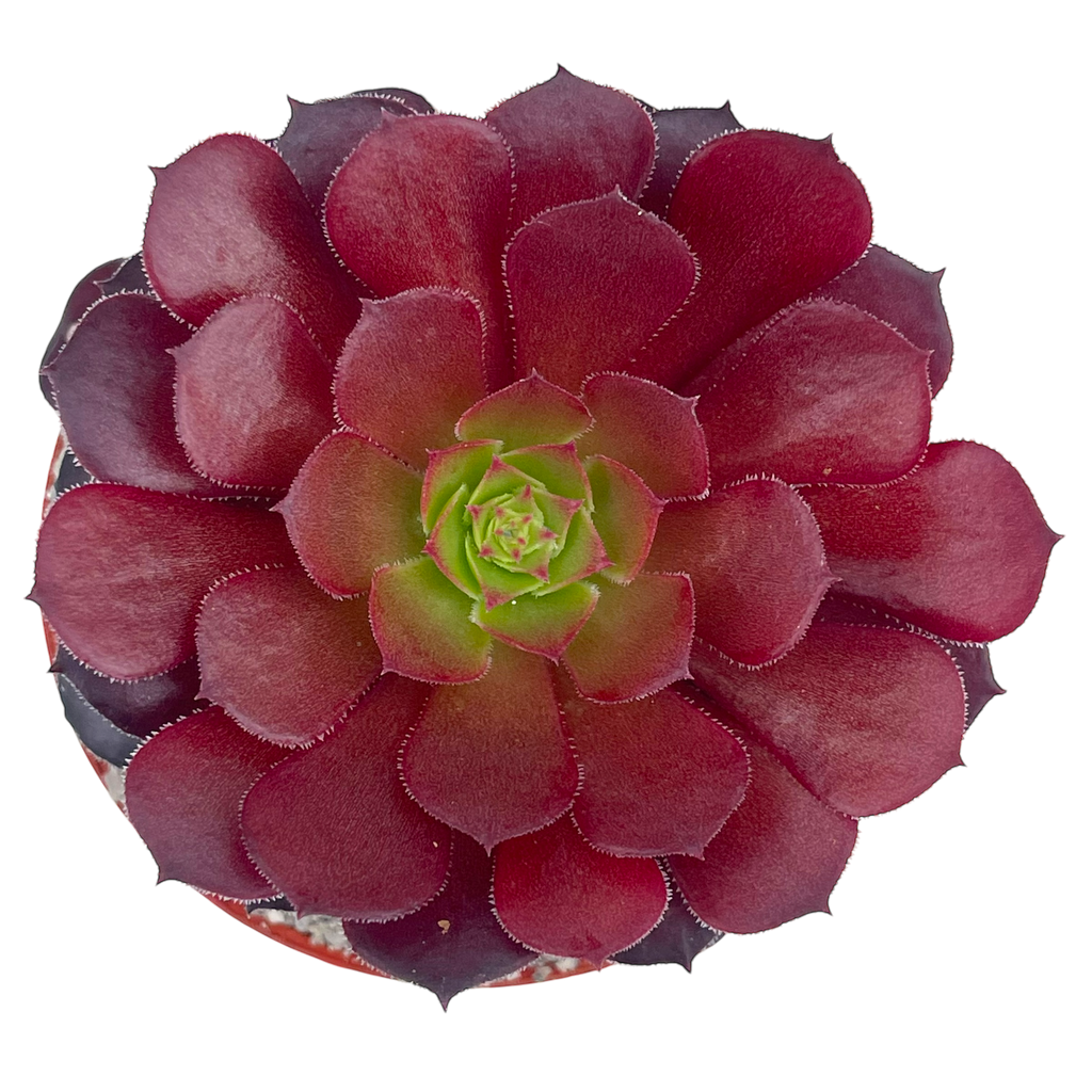 Aeonium 'Zwartkin'