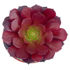 Aeonium 'Zwartkin'