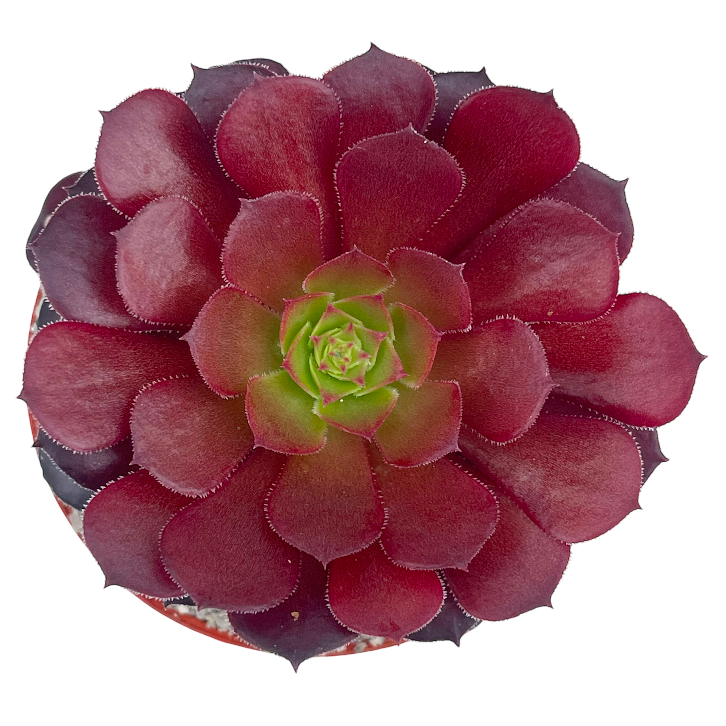 Aeonium 'Zwartkin'