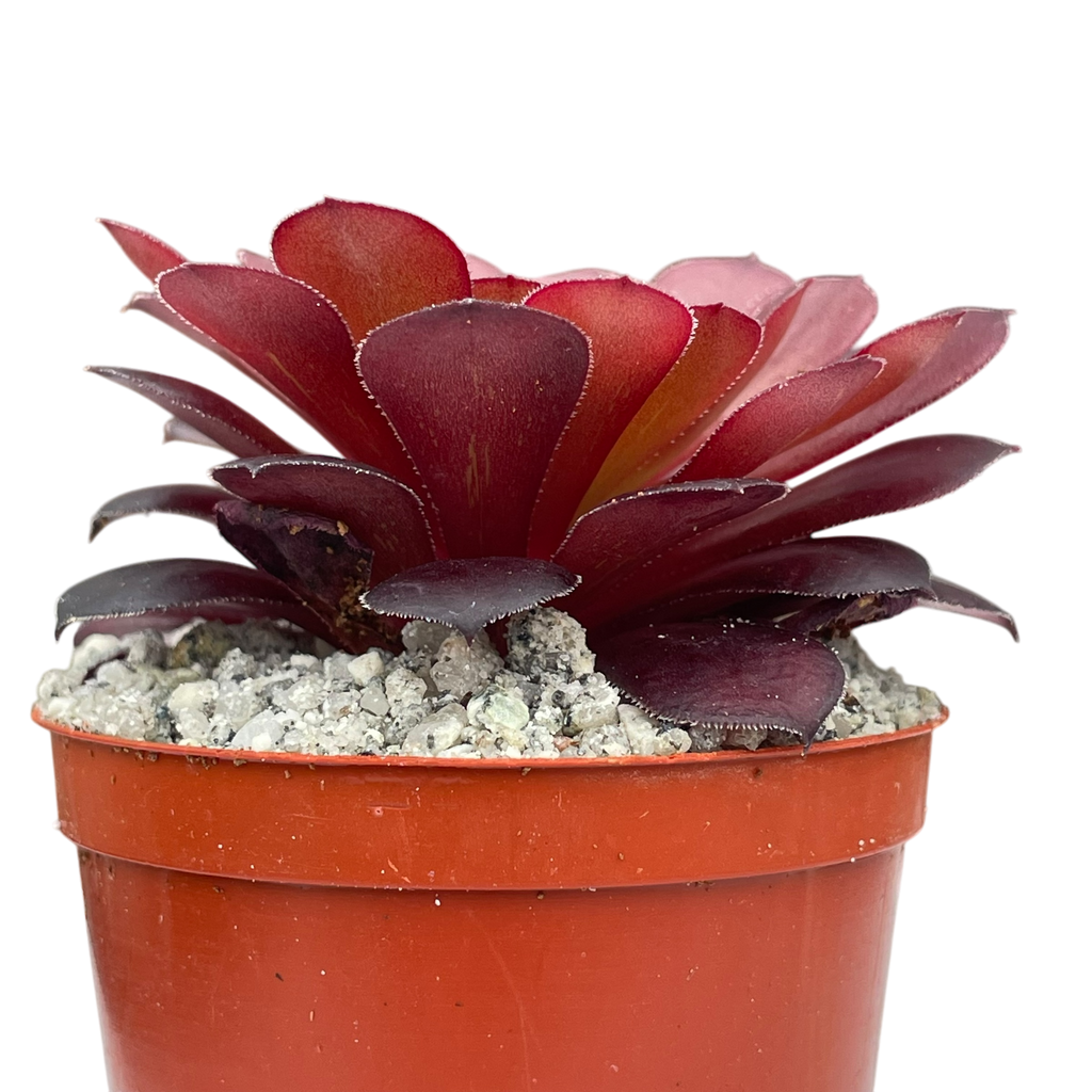 Aeonium 'Zwartkin'