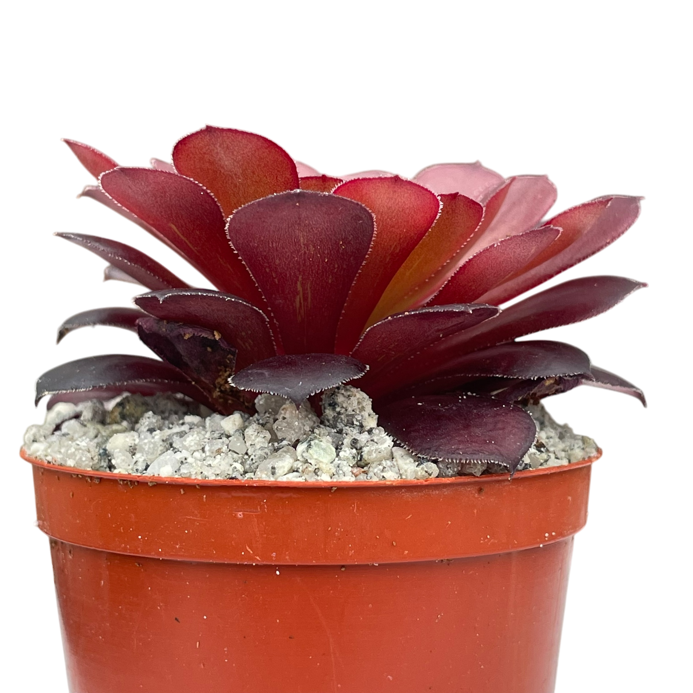 Aeonium 'Zwartkin'