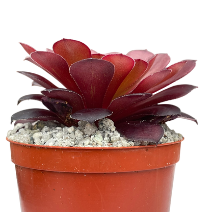Aeonium 'Zwartkin'