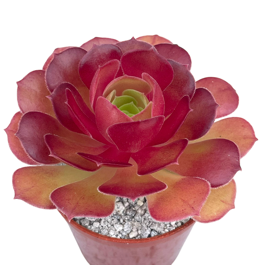 Aeonium 'Durango'