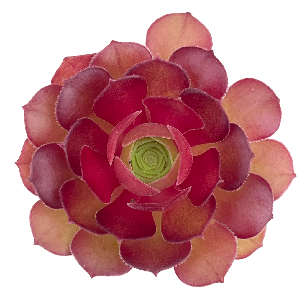 Aeonium 'Durango'