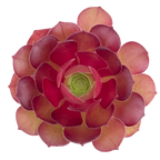 Aeonium 'Durango'