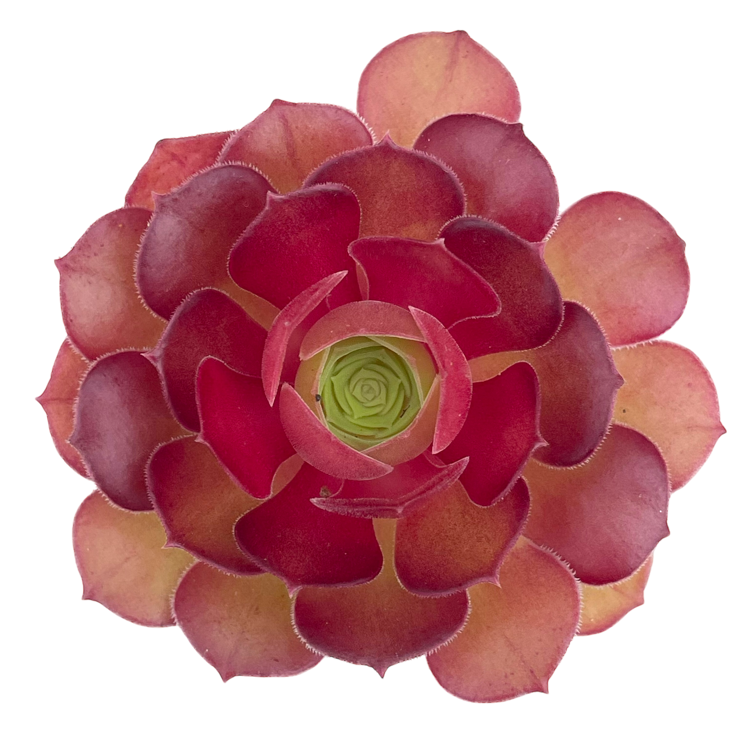 Aeonium 'Durango'
