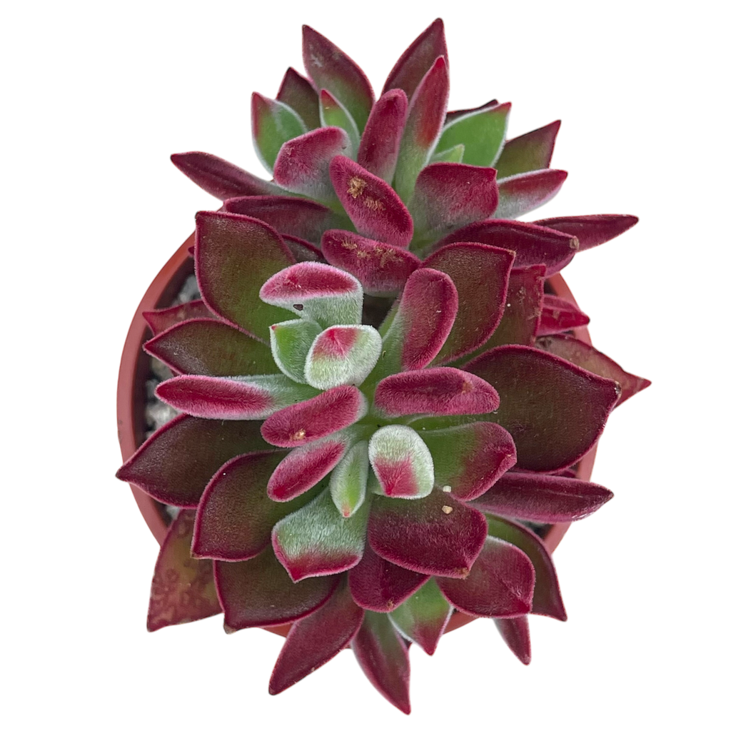 devotion succulent Echeveria pulvinata 'Devotion' – Surreal Succulents