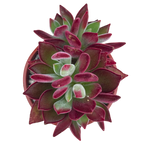 Echeveria pulvinata 'Devotion'