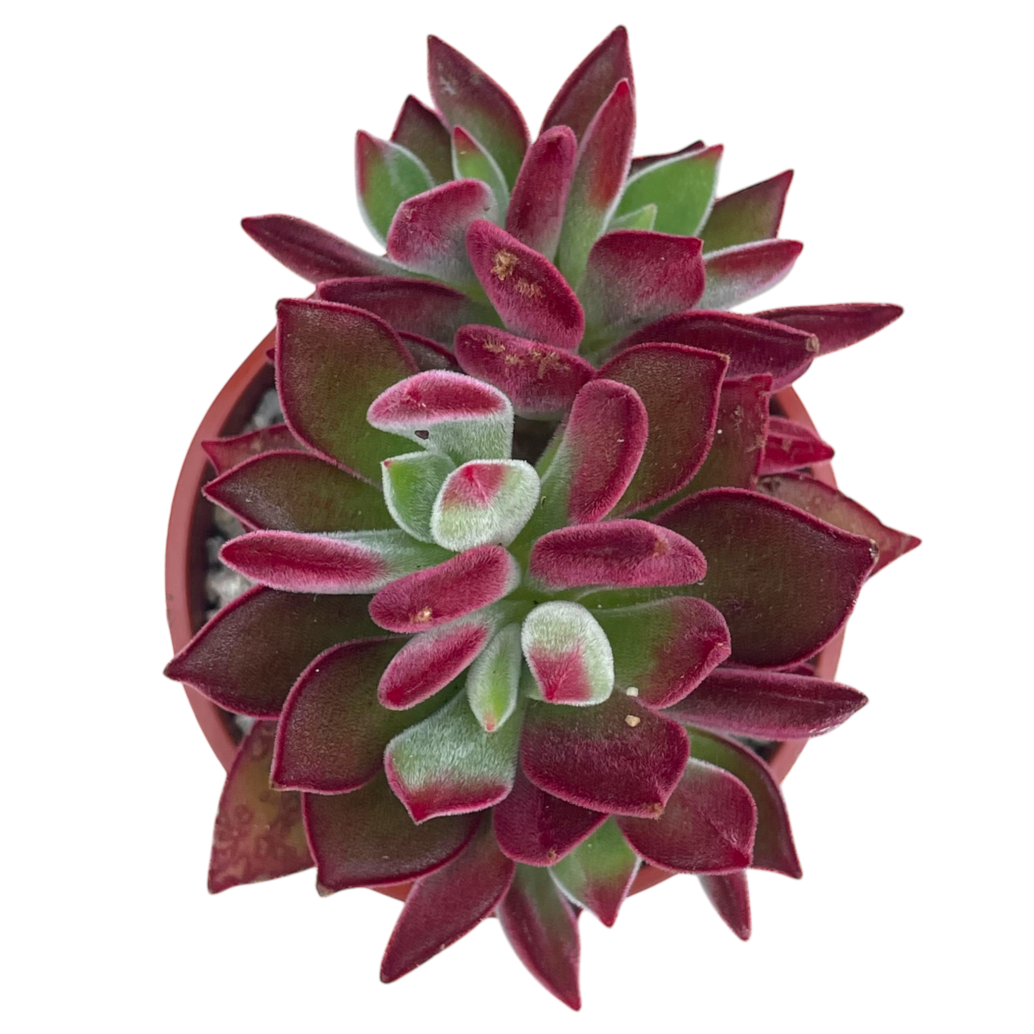 Echeveria pulvinata 'Devotion'