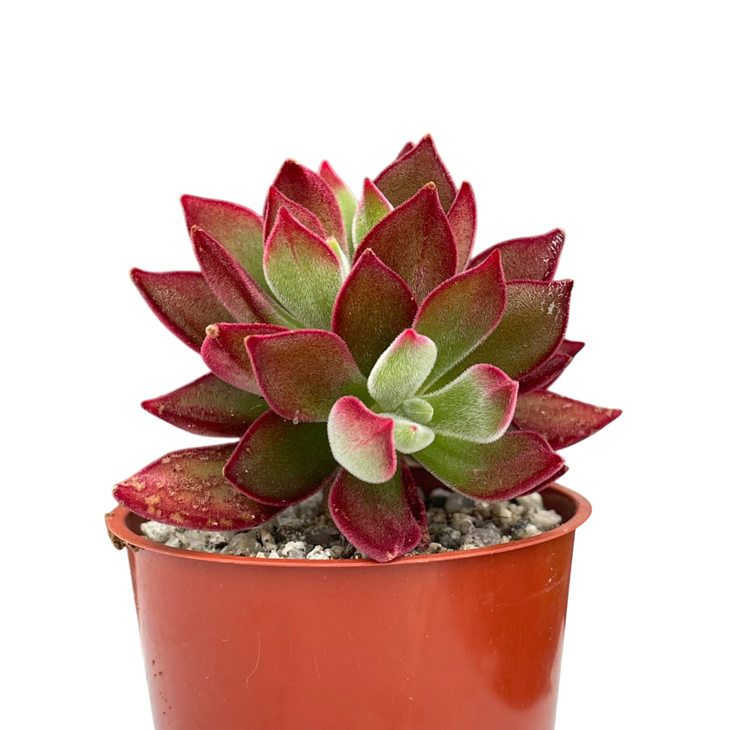Echeveria pulvinata 'Devotion'